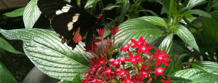 Mariposario Chapultepec is one of Mexico, D.F., 2013.