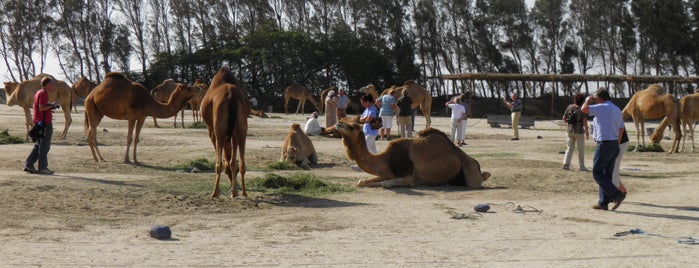 Camel Farm(Janabiya) is one of Best places in bahrain.