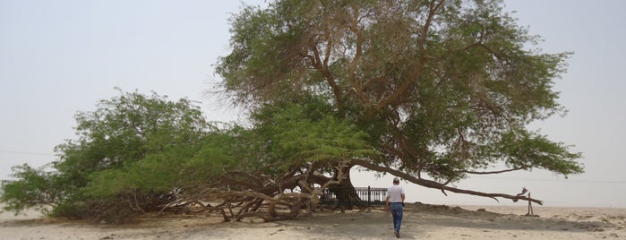 Tree Of Life is one of Best places in bahrain.
