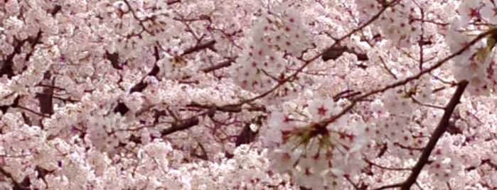 さくら坂 is one of 🌸桜が綺麗な坂.