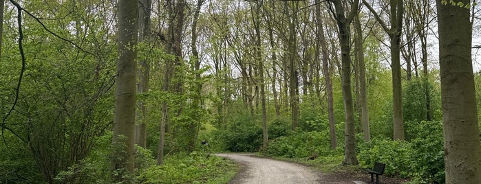 Haagse Bos is one of The Hague.