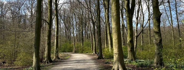Haagse Bos is one of Den Haag To-Do.