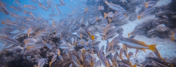 Barracudda Point, Sipadan Island is one of AAK.