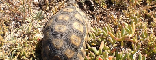 Cape Columbine Nature Reserve is one of South Africa.