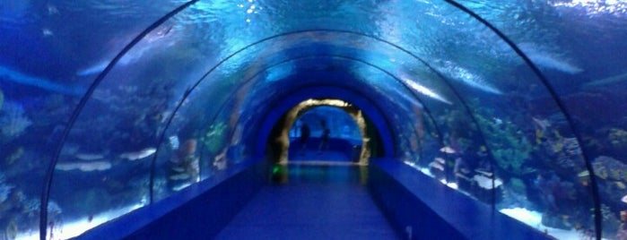Antalya Aquarium is one of Oldum...