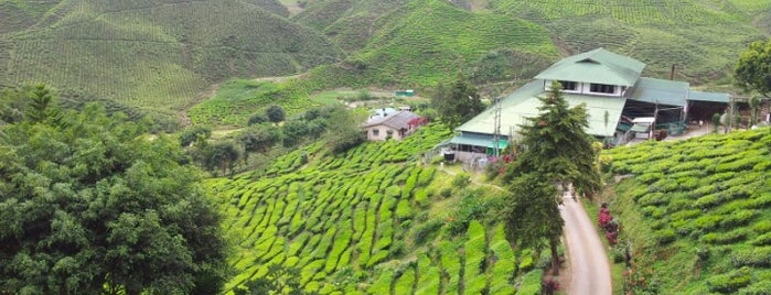 Cameron Highlands is one of Stefanさんのお気に入りスポット.