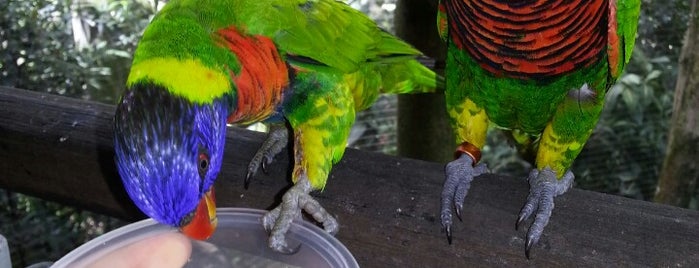 Jurong Bird Park is one of Singapore's Best.