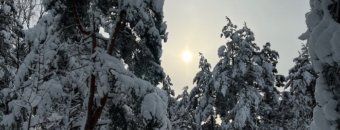 Koskelan ja Veräjämäen metsä is one of Other parks and natural attractions.