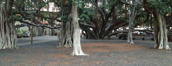 Lahaina Banyan Court Park is one of Maui.