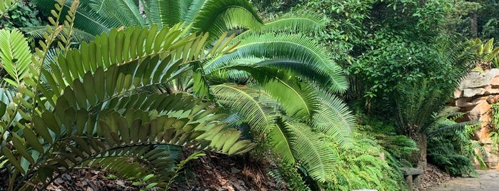 Evolution Garden is one of Singapore Botanic Gardens.