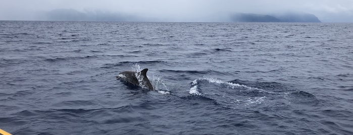 Azores Whale Watching TERRA AZUL is one of São Miguel.