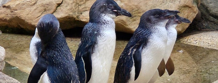 Featherdale Wildlife Park is one of SYD.