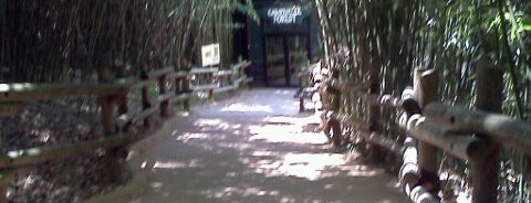 Chimpanzee Forest is one of Locais curtidos por Lynn.
