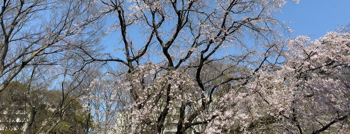 Weeping Cherry Tree is one of 公園.