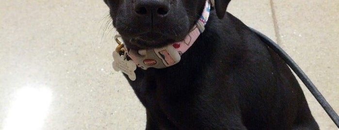 The 7 Best Pet Stores In Columbus