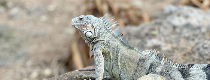 Kokomo is one of Curaçao.