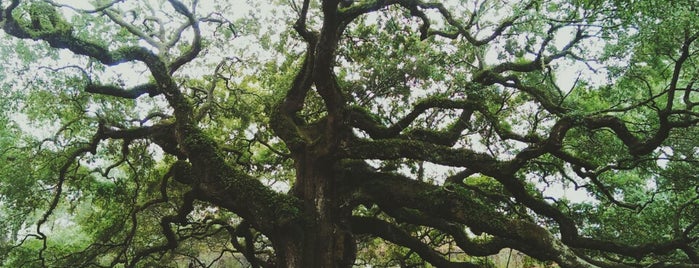 Angel Oak Tree is one of Explore Charleston, SC.
