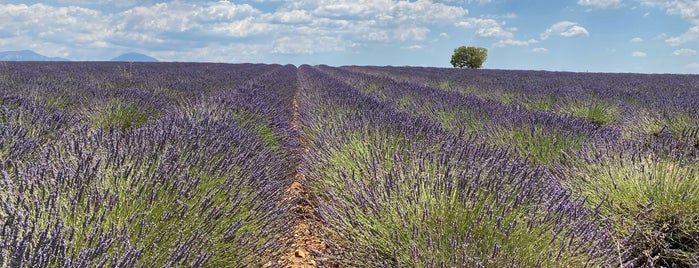 Lavender Field is one of BB.