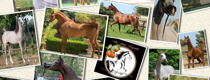 Tripodi Arabians is one of Italien.
