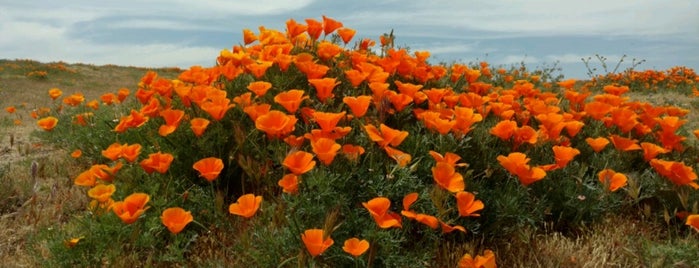 Antelope Valley Poppy Reserve is one of LA/SoCal.