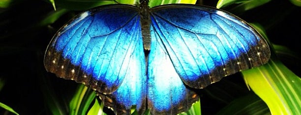 The Butterfly Conservatory at the American Museum of Natural History is one of New york.