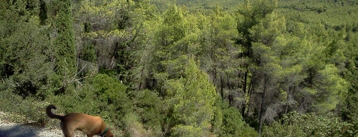 Tatoi's Forest is one of Orte, die Stevi gefallen.