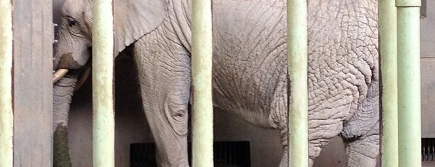 東山動物園 アフリカゾウ is one of 東山動植物園.