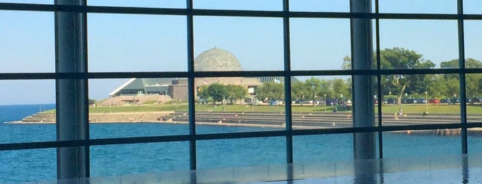 Shedd Aquarium is one of South Loop Chicago.