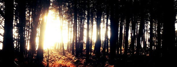 Wareham Forest is one of Shelbyart's Favourite Places.