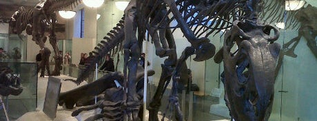 American Museum of Natural History is one of To do in NY.