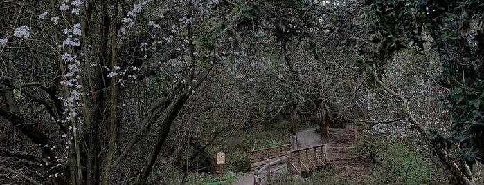 Wildcat Peak Trail is one of Berkeley.
