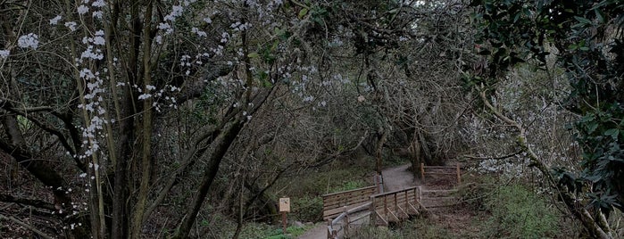 Wildcat Peak Trail is one of Berkeley Scenic Tour.