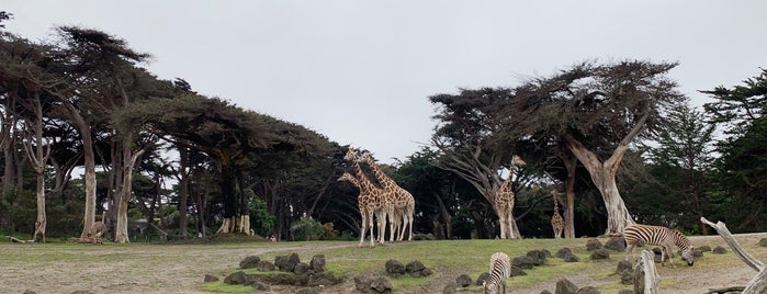 Bernard Osher Foundation Giraffe Lodge is one of San Francisco Zoo Exhibits.