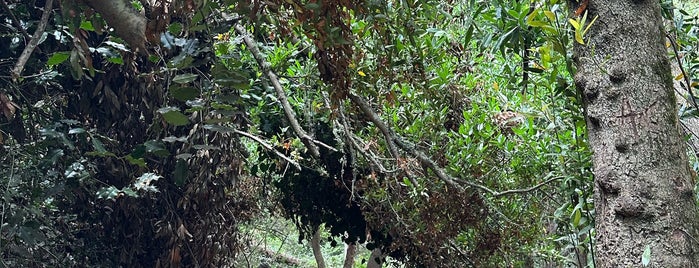 Sequoia Bayview Trail is one of act/ive.