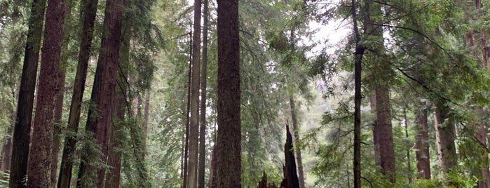 Sequoia Park is one of PNW + no cal.