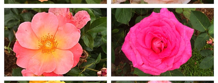 Elizabeth Park Rose Garden is one of Rachel’s Liked Places.