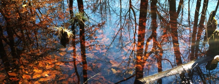 The Great Swamp Wildlife Reserve is one of Lugares favoritos de Rachel.