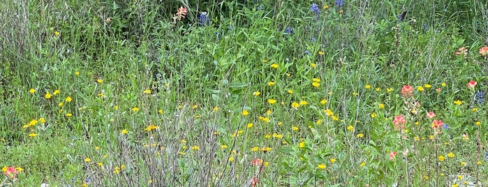 Lady Bird Johnson Wildflower Center is one of austin.