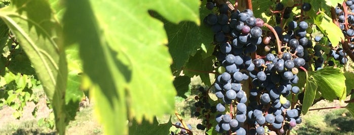 Parley Lake Winery is one of Vineyards & Wineries #MSP.