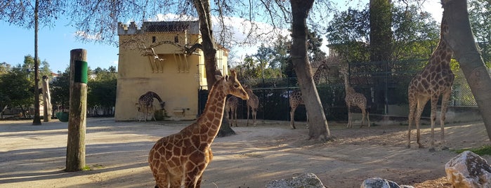 Girafa-de-angola is one of Locais curtidos por BP.