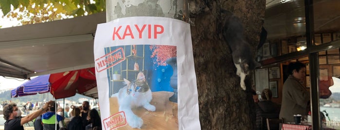 When calls the heart christmas streaming vf