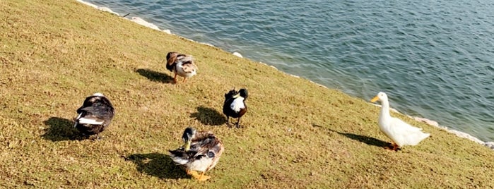 Duck Lake is one of Tempat yang Disukai Fawaz.
