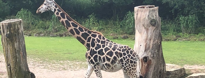 Kiwara Lodge is one of Zoo Leipzig.