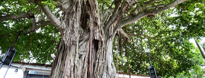 Bayside Banyan Tree is one of Miami.