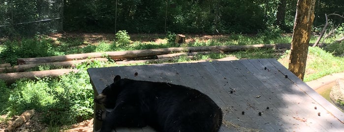 Bear Hollow Zoo is one of SB Eatonton Trip.