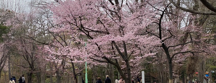 Maruyama Park is one of Hokkaido.