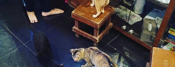 Cat cafe studio is one of The 13 Best Places for Carrots in Mumbai.