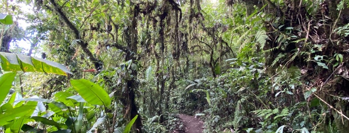 Reserva Bosque Nuboso Santa Elena is one of Costa Rica favs.