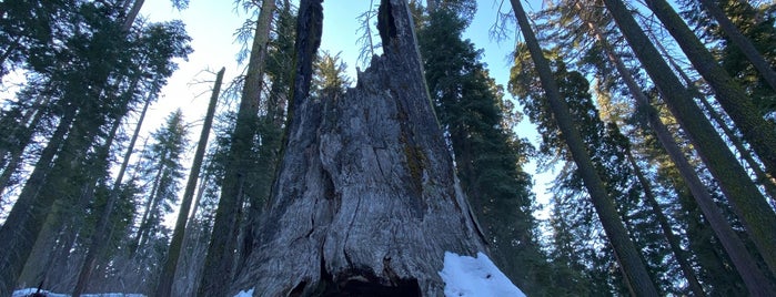Tuolumne Grove of Giant Sequoias is one of Saw It, Did It, Can't Check In.