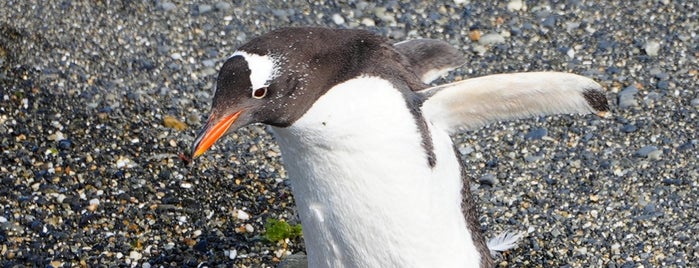 Isla Martillo (Pingüinera) is one of Patagonia 2022.
